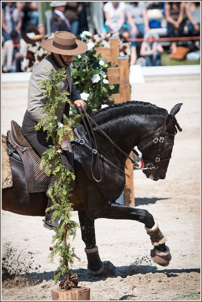 Pferd International 187